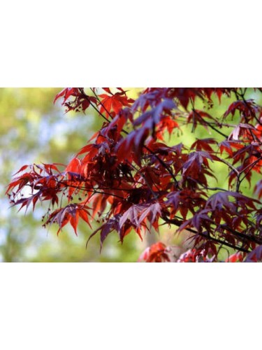 Acero Rosso Giapponese...