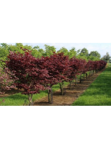 Acero Rosso Giapponese...