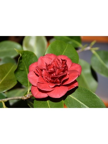 Camelia rossa "Camellia...