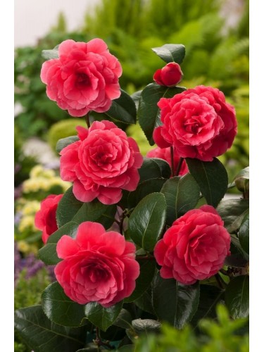 Camelia rossa "Camellia...