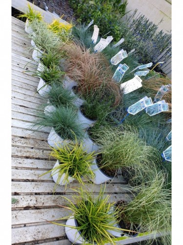 Graminacee mix pianta in...