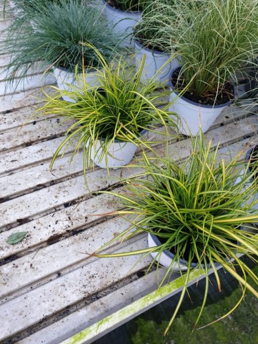 Graminacee mix pianta in...