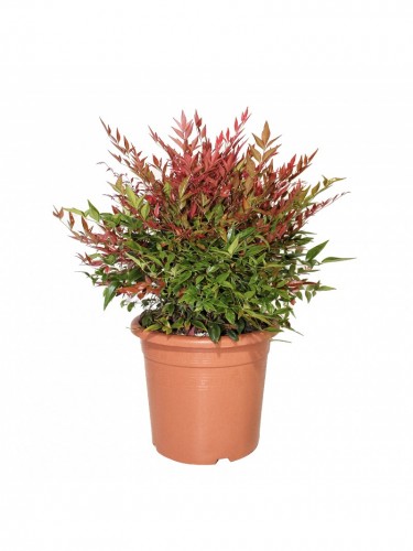 Nandina domestica "Bambù...