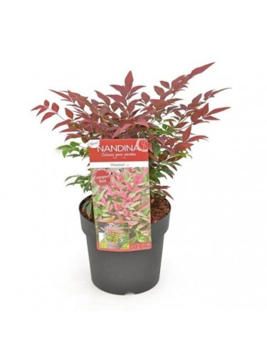 Nandina domestica "Bambù...