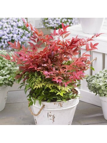 Nandina domestica "Bambù...