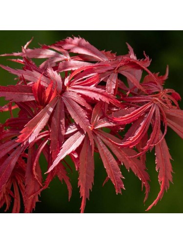 Acero rosso giapponese...