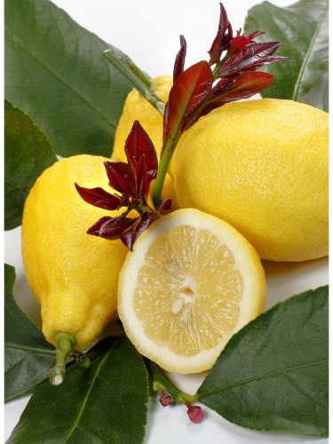 Limone Carrubaro "Citrus...