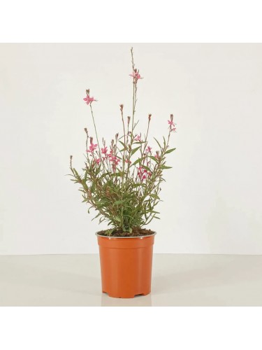 Gaura fior di orchidea...