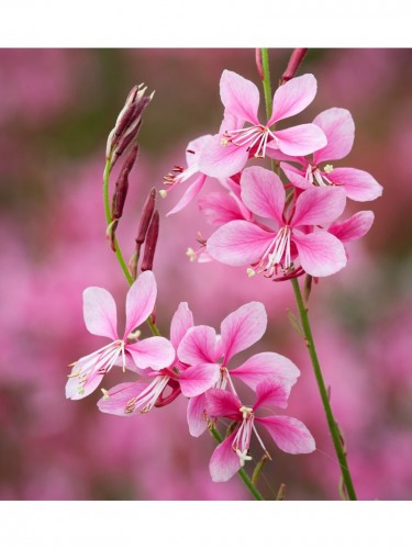 Gaura fior di orchidea...