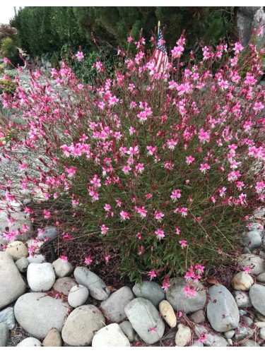 Gaura fior di orchidea...