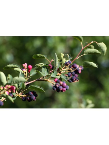 Amelanchier alnifolia...