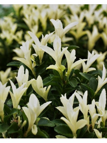 Evonimo "Euonymus...