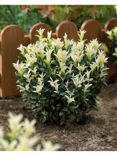 Evonimo "Euonymus...