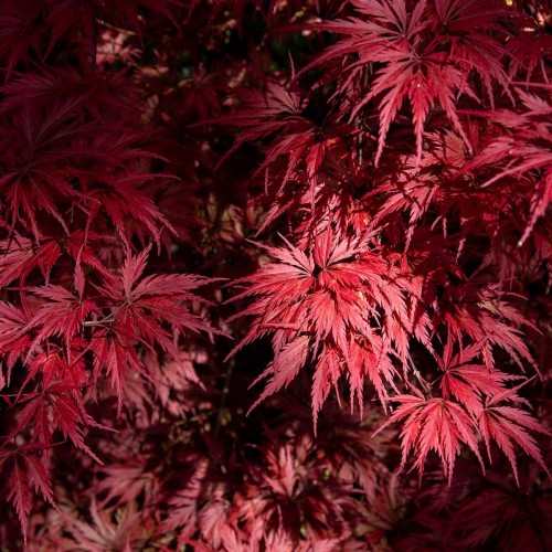 Aceri giapponesi e canadesi