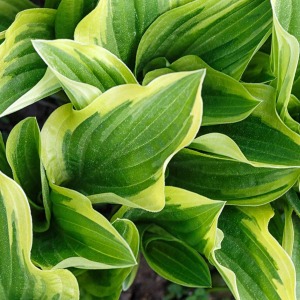 Risus pretium urna tortor metus fringilla