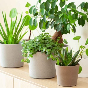 At risus pretium urna tortor metus fringilla