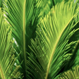 Fringilla risus pretium urna tortor metus 