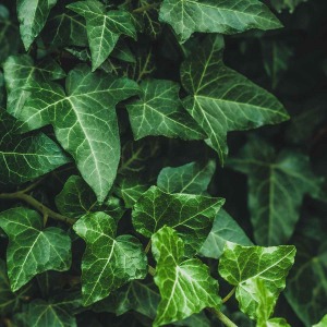 Fat pretium urna tortor metus fringilla