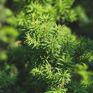 Asus pretium urna tortor metus fringilla